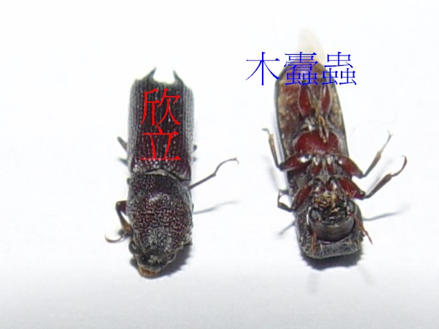 常見的木蠹蟲危害 : 3-3.55mm的圓形蟲孔-蟲體放大圖