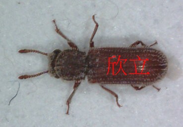 3.5mm體長的灰泥甲蟲