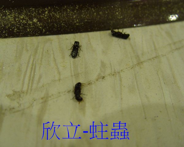 常見的木蠹蟲危害 : 3-3.55mm的圓形蟲孔-蟲體
